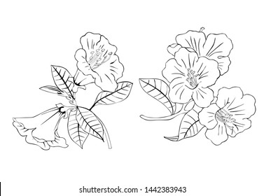Black and white drawing of rhododendron. Vector design for coloring.