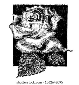 black and white drawing roses, vector