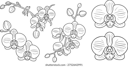 A black and white drawing of several orchids Vector, illustration