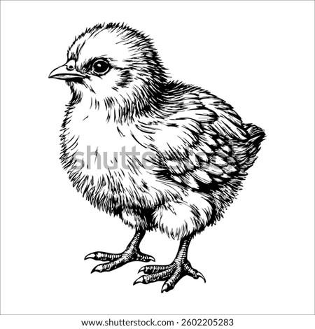 A black and white drawing of a small chicken