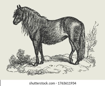 Black and White Drawing of a Small Welsh Pony Vector