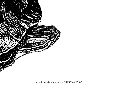 Black and white drawing of the snout of a red-eared turtle. Sketch of a close-up profile of an aquatic reptile. Vector illustration