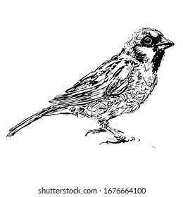 Black and white drawing of a Sparrow that was translated into a vector isolated on a white background. Tattoo of small bird that is sitting on the table, close-up, black and white graphics. Animal art