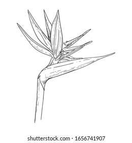 Black and white drawing of Strelitzia flower. Isolated image on a white background. Vector image.