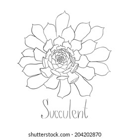 black and white drawing of a succulent