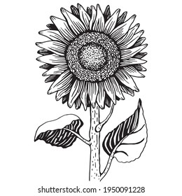 Black White Drawing Sunflower Richly Decorated Stock Vector (Royalty ...