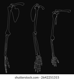 Black and white drawing of three distinct bones arranged symmetrically, with the largest in the center and smaller ones on each side. The skeleton hand bones stand out against a solid black.