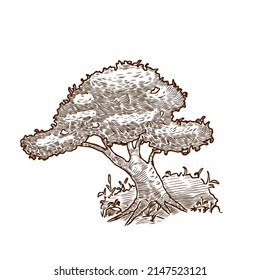 Black and white drawing of a tree. Hand drawn vector sketch.