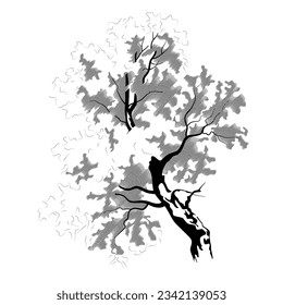 Black and white drawing of a tree. Vector illustration of a tree drawn in black pencil on a white background. Template for creativity.