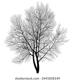 Black and white drawing of a tree without leaves. Vector illustration. Sketch for creativity.