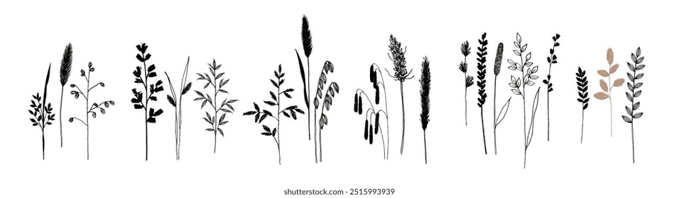 Desenho preto e branco de várias gramíneas e plantas selvagens, cada uma com texturas e formas únicas, de pé contra um fundo claro.