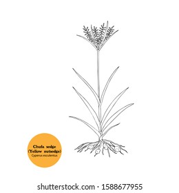 Black And White Drawing. Vector Illustration Of Chufa Plant (chufa Sedge, Nut Grass, Yellow Nutsedge, Tiger Nutsedge, Edible Galingale, Water Grass), Cyperus Esculentus  With Roots, Leaves, Flowers.