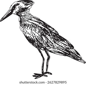 black and white drawing of a whale-headed hawk  a sea bird