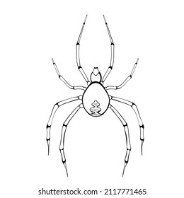 Black and white drawing of a Black widow spider for coloring. Insect for coloring book. Creepy poisonous spider. Vector illustration