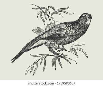 Black And White Drawing Of A Wild Parakeet Bird Perched On A Branch