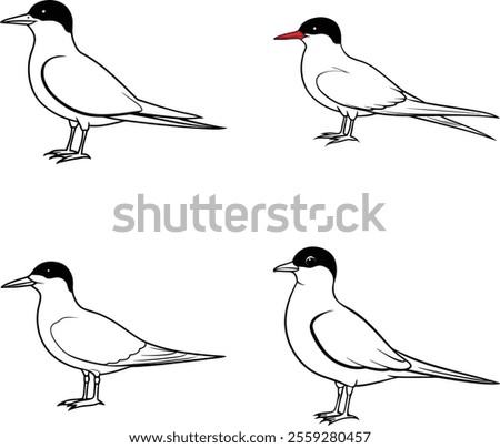 Black and White Dusk Tern bird Bird Line Art Illustration Set