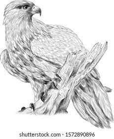black and white eagle bird of prey on a branch sketch