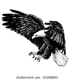 Black and white eagle, hand drawn on white background