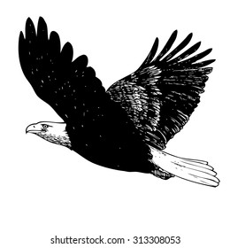 Black and white eagle, hand drawn on white background