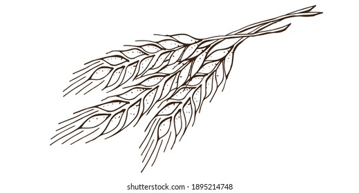 Black and white Ears of rye or wheat spikelet, spica, isolated on white  background. Contour lines, sketch, hand drawing Flat design vector illustration

