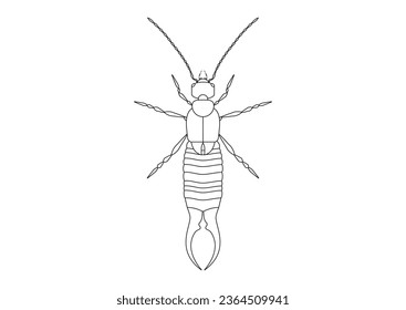 Black and White Earwig Clipart Vector isolated on White Background. Coloring Page of a Earwig