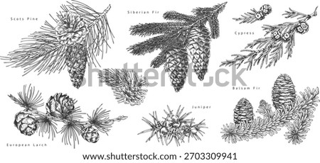 Black and white educational poster with various coniferous branches and tree cones, hand-drawn. Botanical plants. Ingredients in cosmetology and medicine. Christmas decoration. Vector.