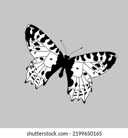 Black and white elegant flying butterfly isolated on grey background. Vector illuastration.