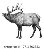 Black and white elk illustration isolated on white background