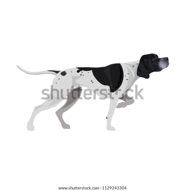 Black White English Pointer Gun Dog Stock Vector (Royalty Free) 1129243304