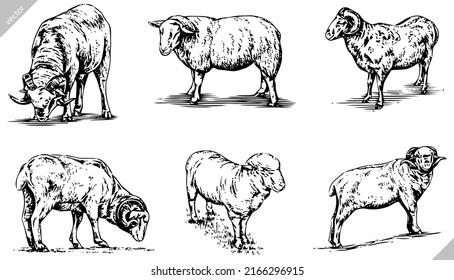 black and white engrave ink draw vector sheep set  illustration