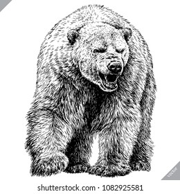 black and white engrave isolated bear vector illustration