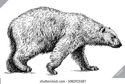 black and white engrave isolated bear vector illustration