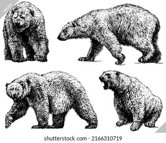 black and white engrave isolated white bear vector illustration