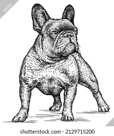 black and white engrave isolated bulldog vector illustration