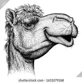 black and white engrave isolated camel illustration