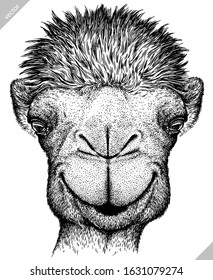 black and white engrave isolated camel illustration