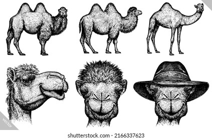 black and white engrave isolated camel set illustration