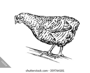 black and white engrave isolated chicken illustration