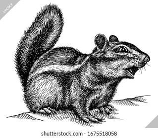 black and white engrave isolated chipmunk vector illustration