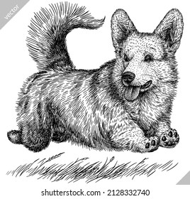 black and white engrave isolated corgi vector illustration