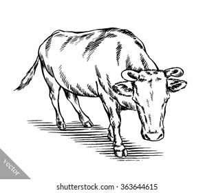 black and white engrave isolated cow