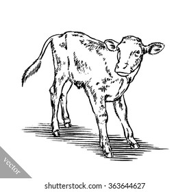 black and white engrave isolated cow