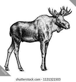 black and white engrave isolated elk hand draw vector illustration