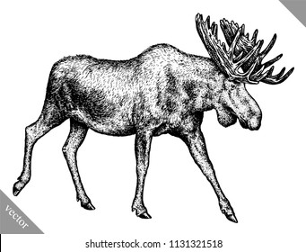 black and white engrave isolated elk hand draw vector illustration