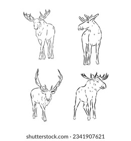 black and white engrave isolated elk hand draw vector illustration