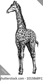 black and white engrave isolated giraffe vector illustration