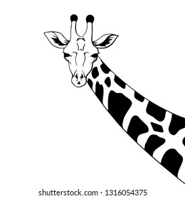 black and white engrave isolated giraffe head vector illustration