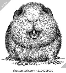 black and white engrave isolated guinea pig vector illustration