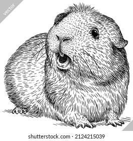 black and white engrave isolated guinea pig vector illustration