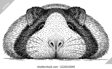 black and white engrave isolated guinea pig vector illustration